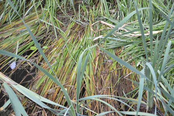 Lacustrine Vegetation Reeds Algae — 图库照片