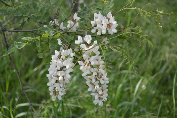 Blooming White Acacia Flowers Field — Photo