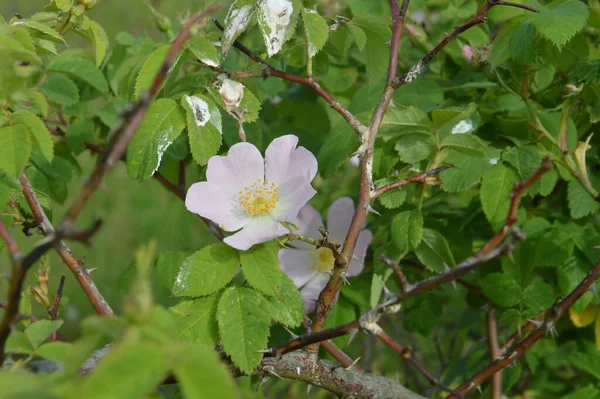 Various Wildflowers Bloomed Grass — Stock Photo, Image