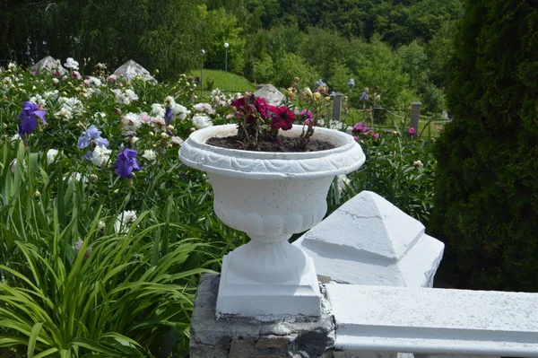 White Vase Blooming Roses — 图库照片