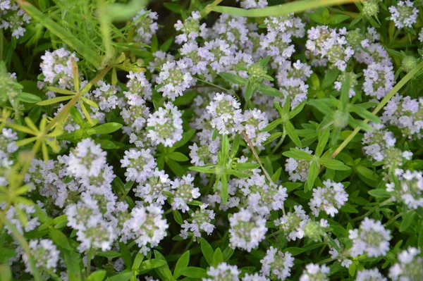 Various Wildflowers Bloomed Grass — Zdjęcie stockowe