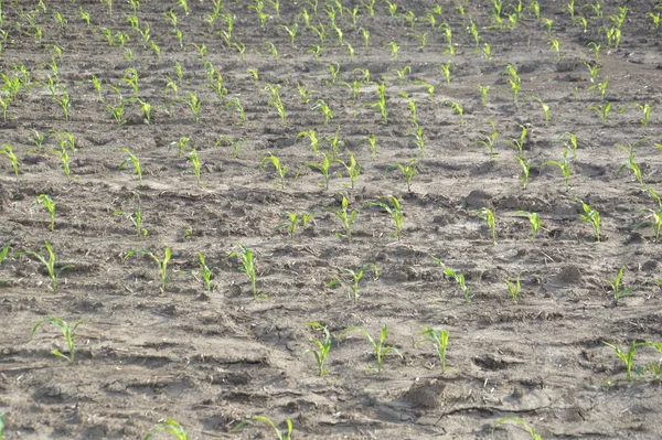 Plowed Field Hills — Stock Fotó