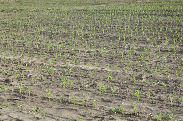 Plowed Field Hills — Fotografia de Stock