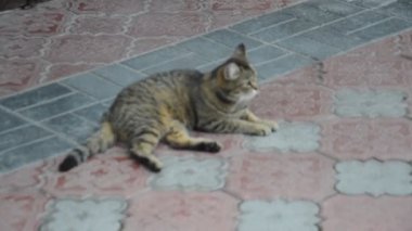 The cat lies and rests on a stone tile