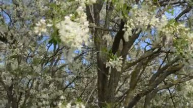 Swaying branch of acacia with blossoming flowers