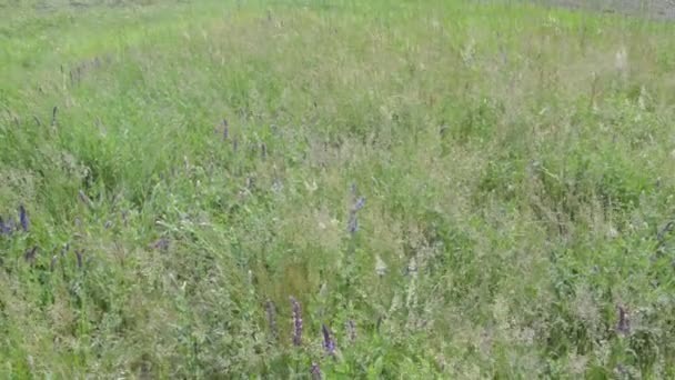 Grünes Gras Wiegt Sich Auf Dem Berg — Stockvideo