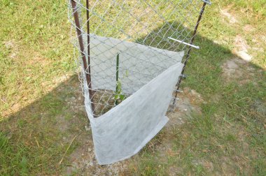 Evcil hayvanlardan korunmak için genç bitkileri eskriyorum.