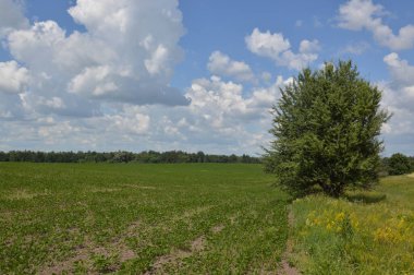 Yaz tarlaları meyvelerle ekildi.