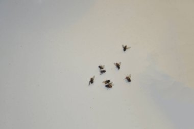 Öldürülen sinekler beyaz arka planda yatar.