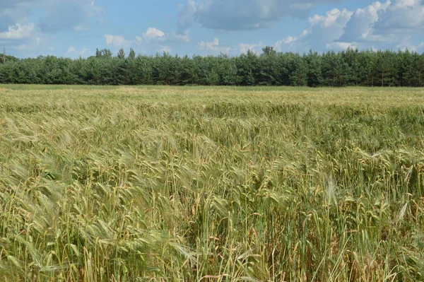 Vuxen Vete Öron Ett Fält — Stockfoto