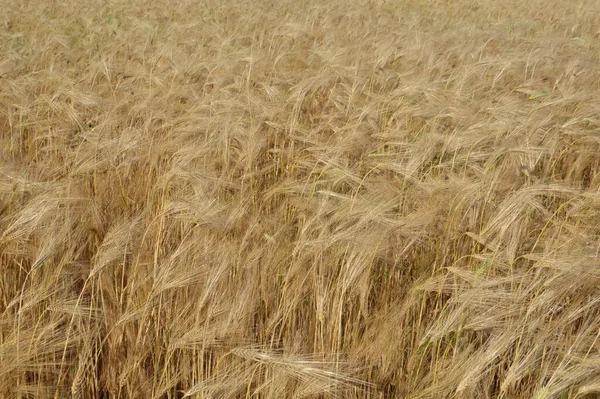 村の野原で大人の小麦の耳 — ストック写真