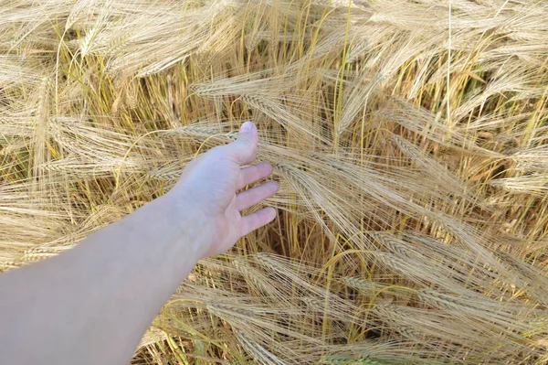 Adult Wheat Ears Field Village — Stock Photo, Image