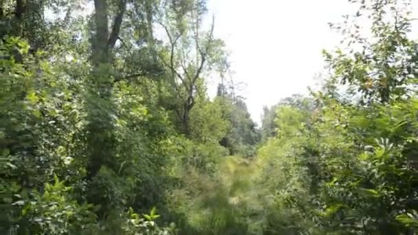 緑の森の植物や木々のパノラマ — ストック動画