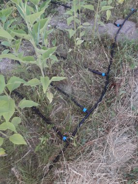 Bir köydeki bahçe ve sebze bahçesi için sulama sistemi.