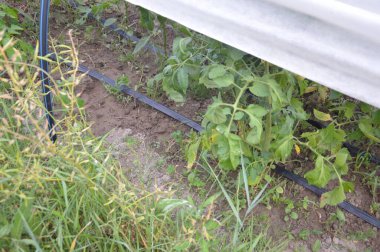 Bir köydeki bahçe ve sebze bahçesi için sulama sistemi.