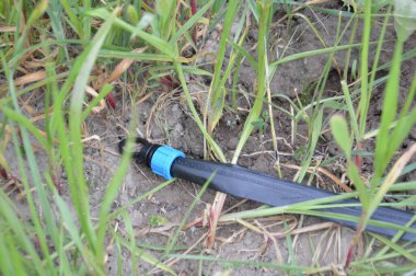 Bir köydeki bahçe ve sebze bahçesi için sulama sistemi.