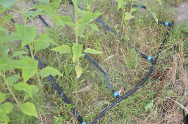 Bir köydeki bahçe ve sebze bahçesi için sulama sistemi.