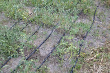 Bir köydeki bahçe ve sebze bahçesi için sulama sistemi.