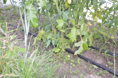 Bir köydeki bahçe ve sebze bahçesi için sulama sistemi.