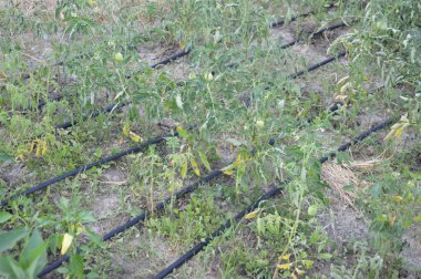 Bir köydeki bahçe ve sebze bahçesi için sulama sistemi.