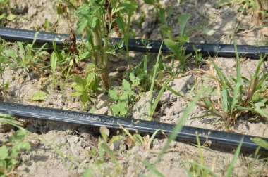 Bir köydeki bahçe ve sebze bahçesi için sulama sistemi.