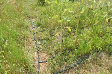 Bir köydeki bahçe ve sebze bahçesi için sulama sistemi.