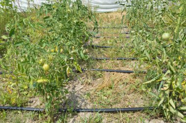 Bir köydeki bahçe ve sebze bahçesi için sulama sistemi.