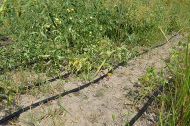 Bir köydeki bahçe ve sebze bahçesi için sulama sistemi.