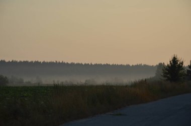 Ağaçların üstündeki ormanda sis panoraması.