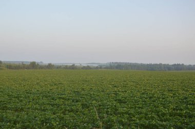 Ağaçların üstündeki ormanda sis panoraması.