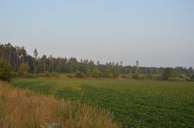 Köyde sabah ormandaki ağaçlar