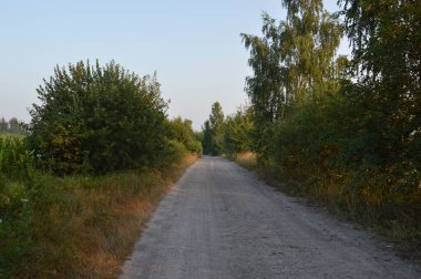 Ormandaki kamyon izleri kırsal bir yol.