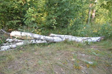 Köyde sabah ormandaki ağaçlar