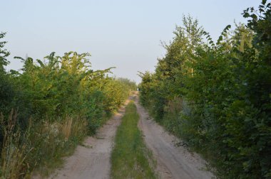 Ormandaki kamyon izleri kırsal bir yol.