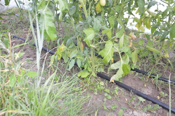 Bir köydeki bahçe ve sebze bahçesi için sulama sistemi.