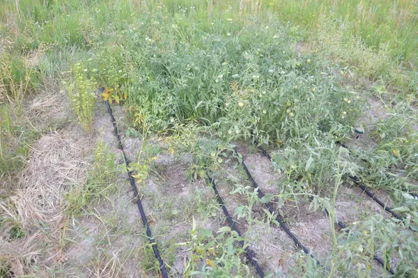 村の庭と野菜の庭のための点滴灌漑システム — ストック写真