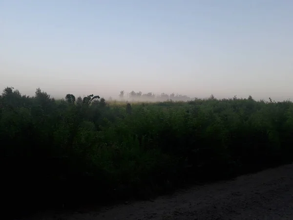Panorama Brouillard Dans Forêt Dessus Des Arbres — Photo