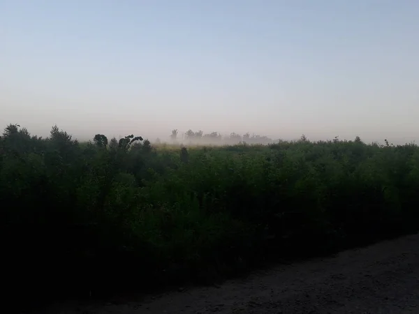 Panorama Fog Forest Trees — Stock Photo, Image