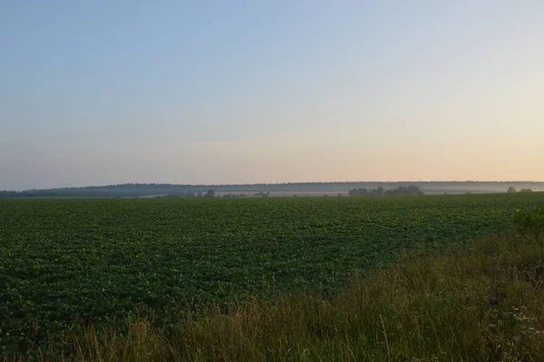 Panoráma Köd Erdőben Fák Felett — Stock Fotó