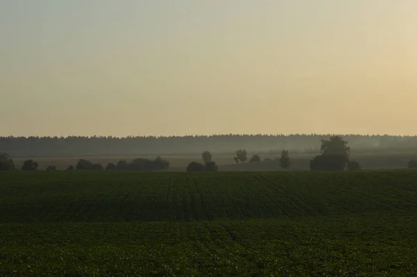 Panoráma Köd Erdőben Fák Felett — Stock Fotó