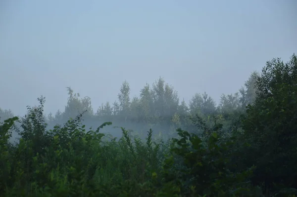 Panorama Mgły Lesie Nad Drzewami — Zdjęcie stockowe