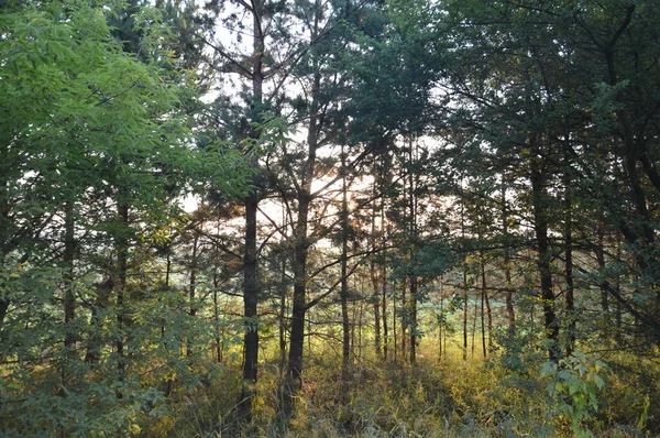 Лісові Дерева Вранці Селі — стокове фото