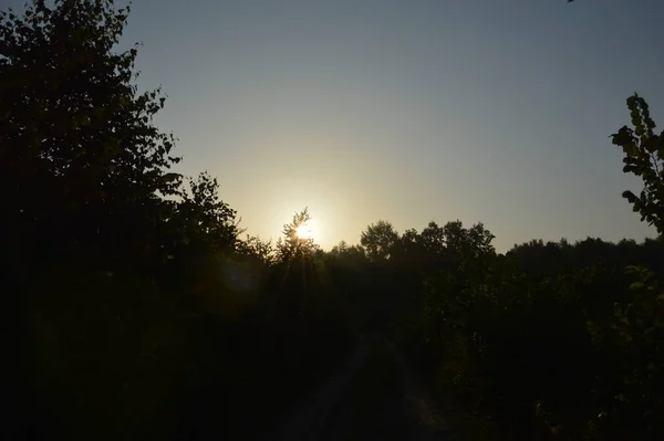 早上在一个村子里的森林里 — 图库照片