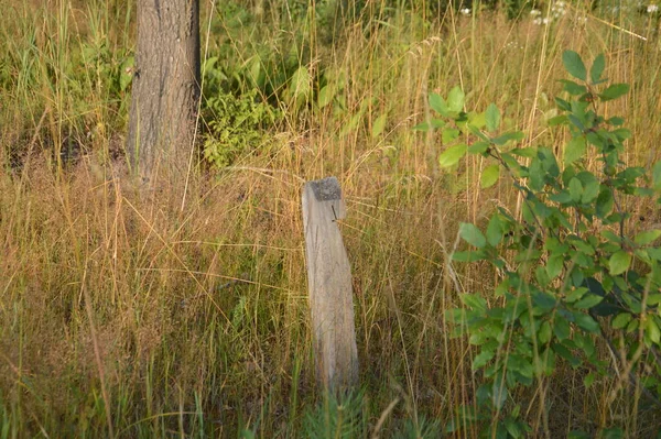 Waldbäume Morgen Dorf — Stockfoto