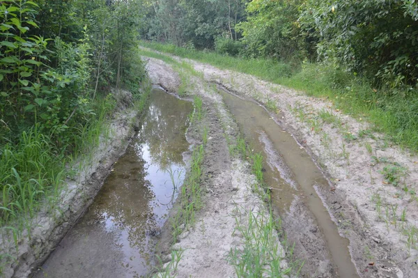 Truck Tracks Het Bos Landelijke Weg Een Road — Stockfoto