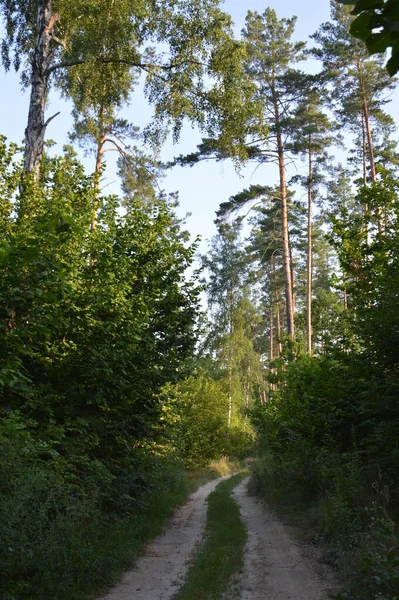 Tory Ciężarówek Lesie Wiejskiej Drogi Road — Zdjęcie stockowe