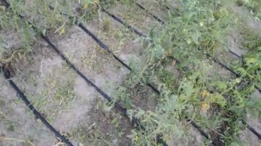 Köydeki bahçe ve sebze bahçesi için sulama sistemi.