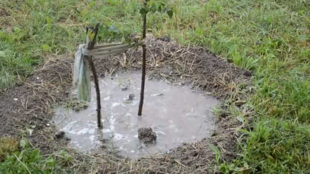 Averse Goutte Goutte Sur Les Plantes Dans Nature Dans Village — Video