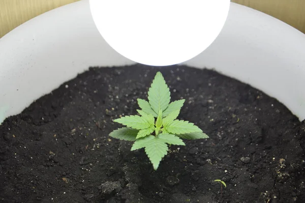 Jonge Marihuana Kweken Een Boerderij — Stockfoto