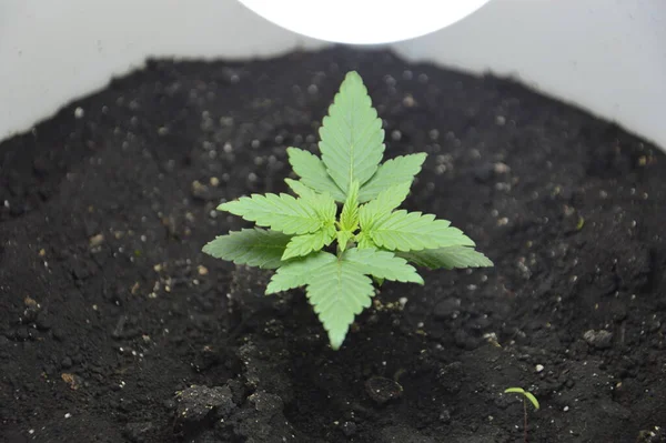 Jonge Marihuana Kweken Een Boerderij — Stockfoto